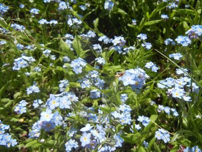 Myosotis alpestris (2017, April 16)