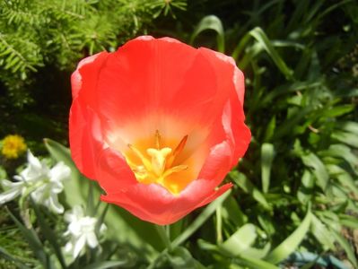 Tulipa Judith Leyster (2017, April 13)