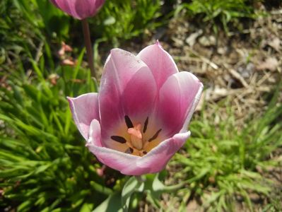 Tulipa Synaeda Blue (2017, April 14)