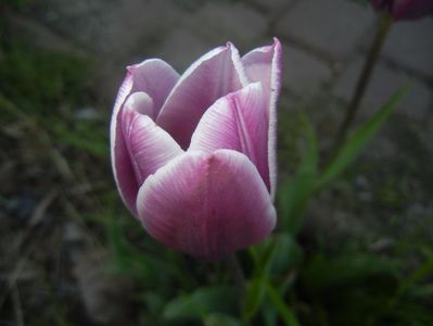 Tulipa Synaeda Blue (2017, April 15)