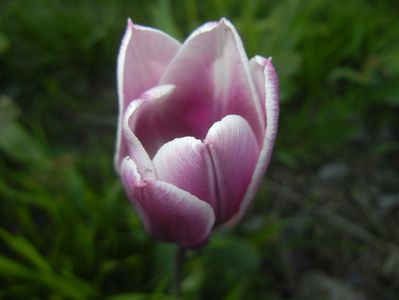 Tulipa Synaeda Blue (2017, April 15)