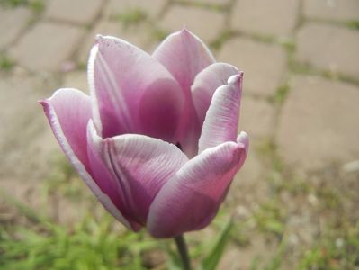 Tulipa Synaeda Blue (2017, April 16)