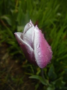 Tulipa Synaeda Blue (2017, April 20)