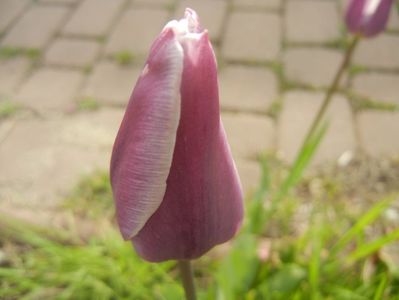 Tulipa Synaeda Blue (2017, April 21)