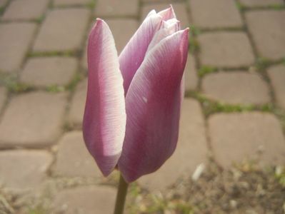 Tulipa Synaeda Blue (2017, April 21)