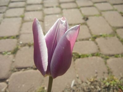 Tulipa Synaeda Blue (2017, April 22)