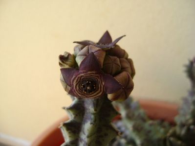 Caralluma europaea