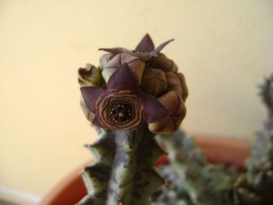 Caralluma europaea