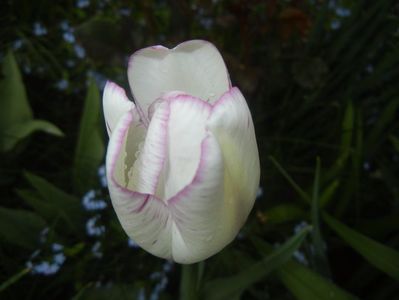 Tulipa Shirley (2017, April 17)