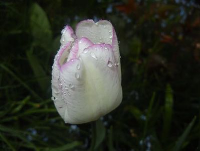 Tulipa Shirley (2017, April 20)