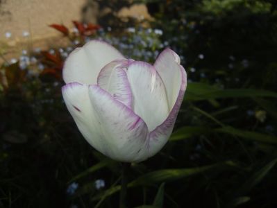 Tulipa Shirley (2017, April 22)