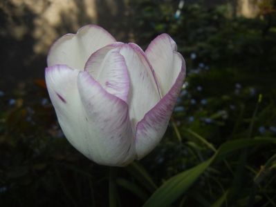 Tulipa Shirley (2017, April 24)