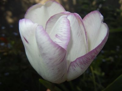 Tulipa Shirley (2017, April 24)