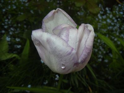 Tulipa Shirley (2017, April 30)