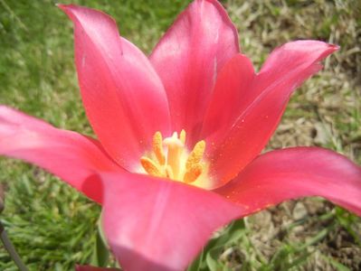 Tulipa Pimpernel (2017, April 16)
