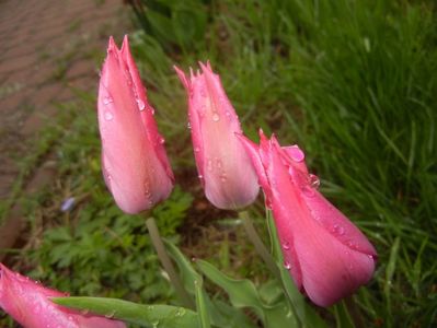 Tulipa Pimpernel (2017, April 20)