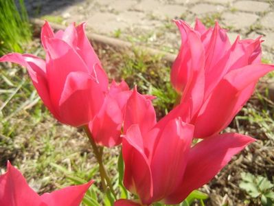 Tulipa Pimpernel (2017, April 22)