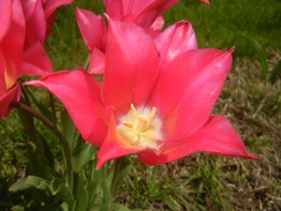 Tulipa Pimpernel (2017, April 23)