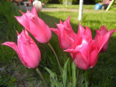 Tulipa Pimpernel (2017, April 24)