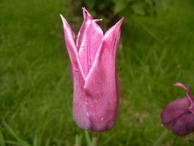 Tulipa Pimpernel (2017, April 30)