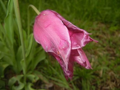 Tulipa Pimpernel (2017, April 30)