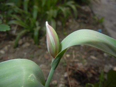 Tulipa Happy Generation (2017, April 15)