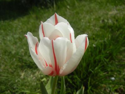 Tulipa Happy Generation (2017, April 16)