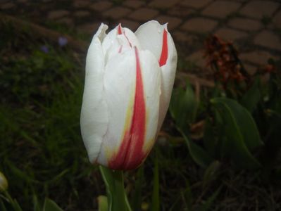 Tulipa Happy Generation (2017, April 17)