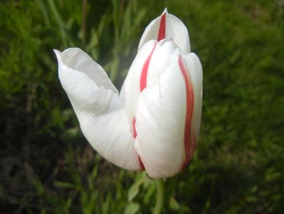 Tulipa Happy Generation (2017, April 21)