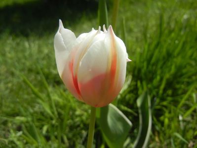Tulipa Happy Generation (2017, April 22)