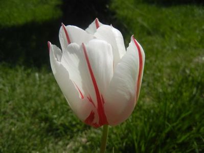Tulipa Happy Generation (2017, April 22)