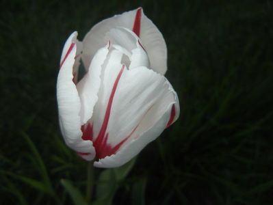 Tulipa Happy Generation (2017, April 24)