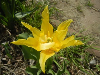 Tulipa Yellow Spider (2017, April 16)