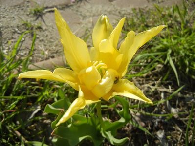 Tulipa Yellow Spider (2017, April 22)