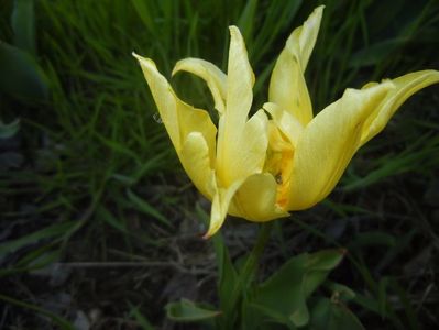 Tulipa Yellow Spider (2017, April 24)