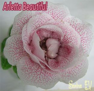 arletta-beautiful