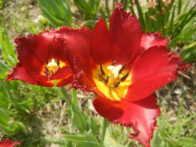 Tulipa Pacific Pearl (2017, April 16)