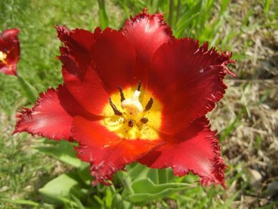 Tulipa Pacific Pearl (2017, April 16)