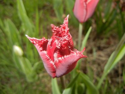 Tulipa Pacific Pearl (2017, April 17)