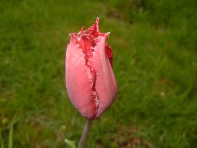Tulipa Pacific Pearl (2017, April 20)