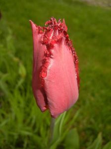 Tulipa Pacific Pearl (2017, April 20)