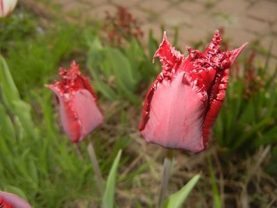 Tulipa Pacific Pearl (2017, April 21)