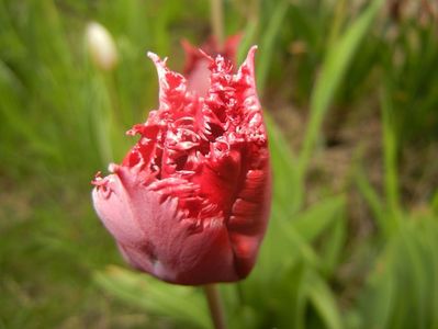 Tulipa Pacific Pearl (2017, April 21)