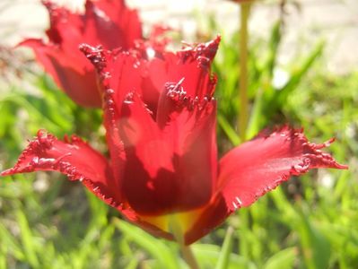 Tulipa Pacific Pearl (2017, April 22)