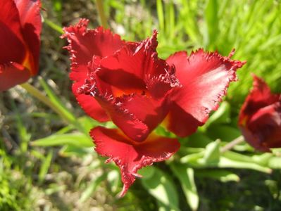 Tulipa Pacific Pearl (2017, April 22)