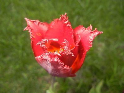 Tulipa Pacific Pearl (2017, April 24)