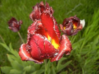 Tulipa Pacific Pearl (2017, April 28)