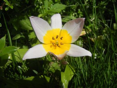 Tulipa Lilac Wonder (2017, April 16)