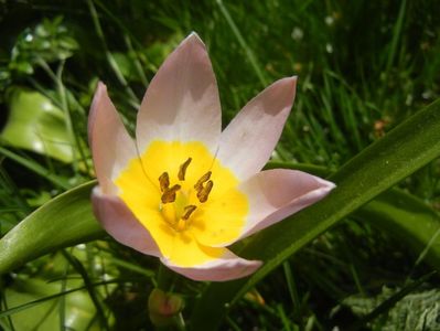 Tulipa Lilac Wonder (2017, April 16)