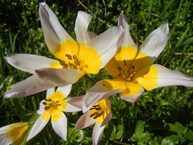 Tulipa Lilac Wonder (2017, April 22)